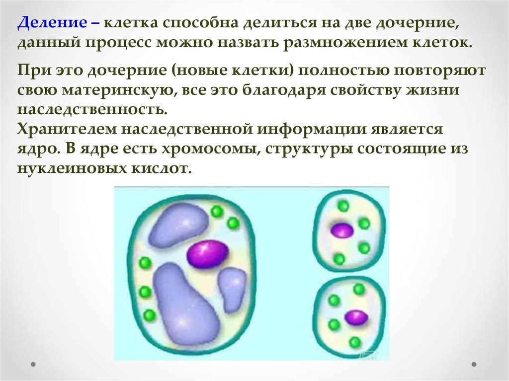 Жизнь клетки до ее деления. Жизнедеятельность клетки 5 класс биология. Биология 6 класс жизнедеятельность клетки ее деление и рост. Жизнедеятельность клетки размножение. Этапы жизнедеятельности клетки.