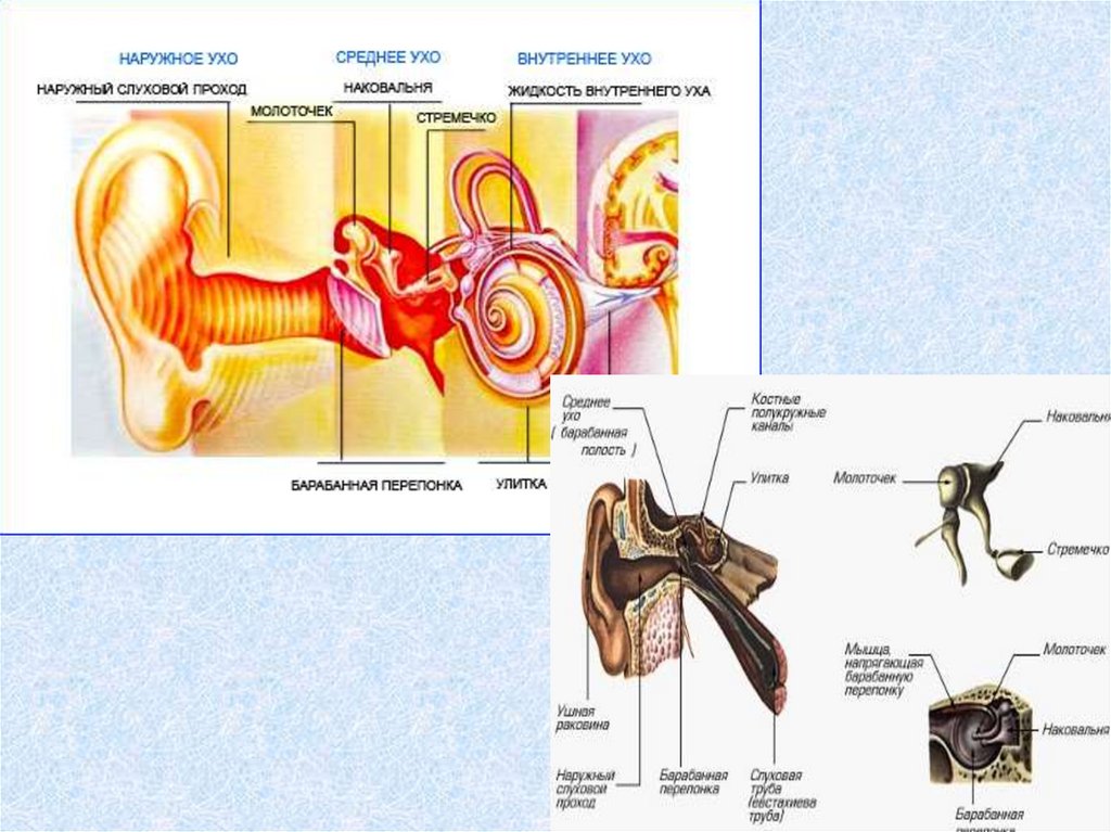 Центральный орган слуха. Слуховой анализатор и орган слуха анатомия. Слуховой анализатор строение и функции. Строение строение слухового анализатора. Схема слухового анализатора анатомия.