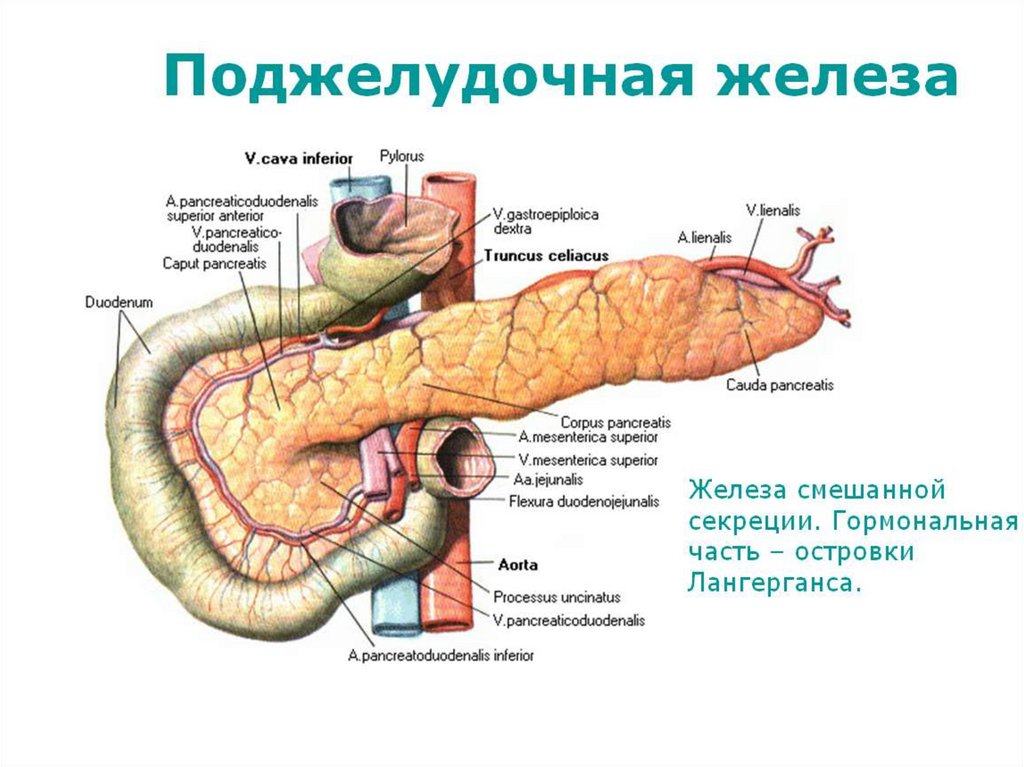 Как сделать железы. Строение поджелудочной железы вид сзади. Анатомический атлас поджелудочная железа. Строение поджелудочной железы КРС. Строение и функция поджелудочной железы у животных.