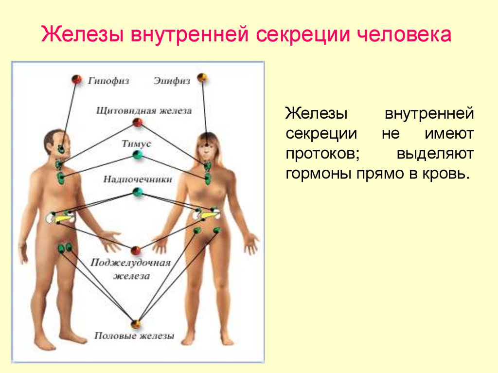 Внутренние железы человека