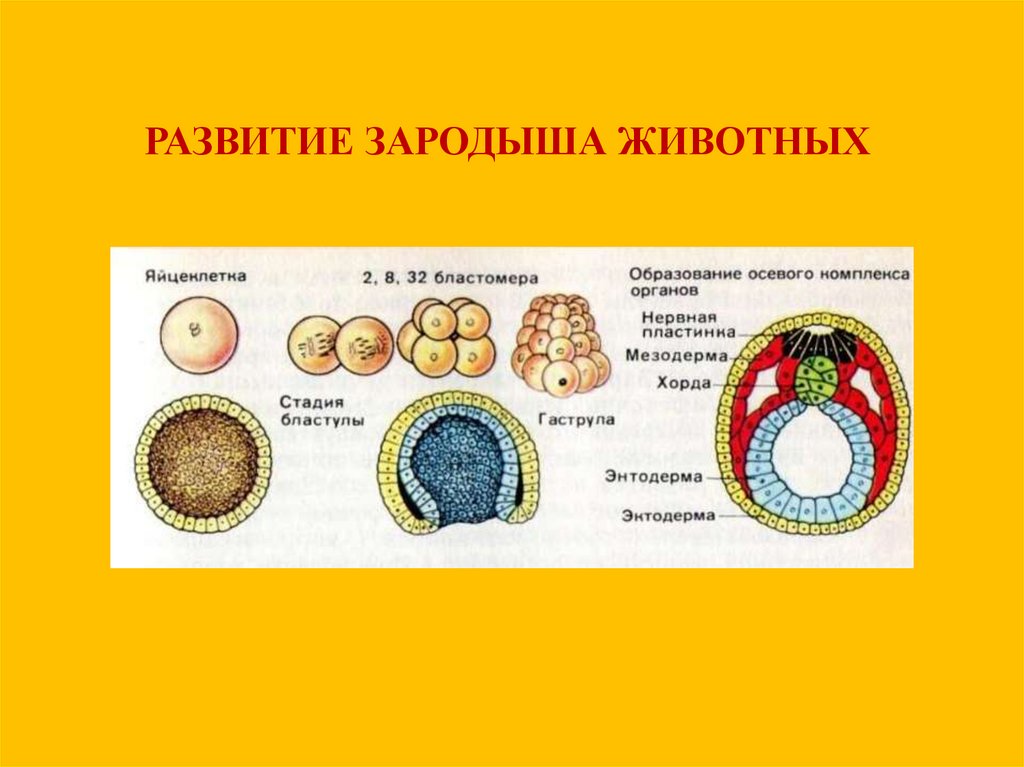 Стадии развития зародыша в порядке следования. Схема стадий развития зародыша. Стадии развития зародыша хордовых животных. Формирование трехслойности зародыша. Эмбриональное развитие животных схема.