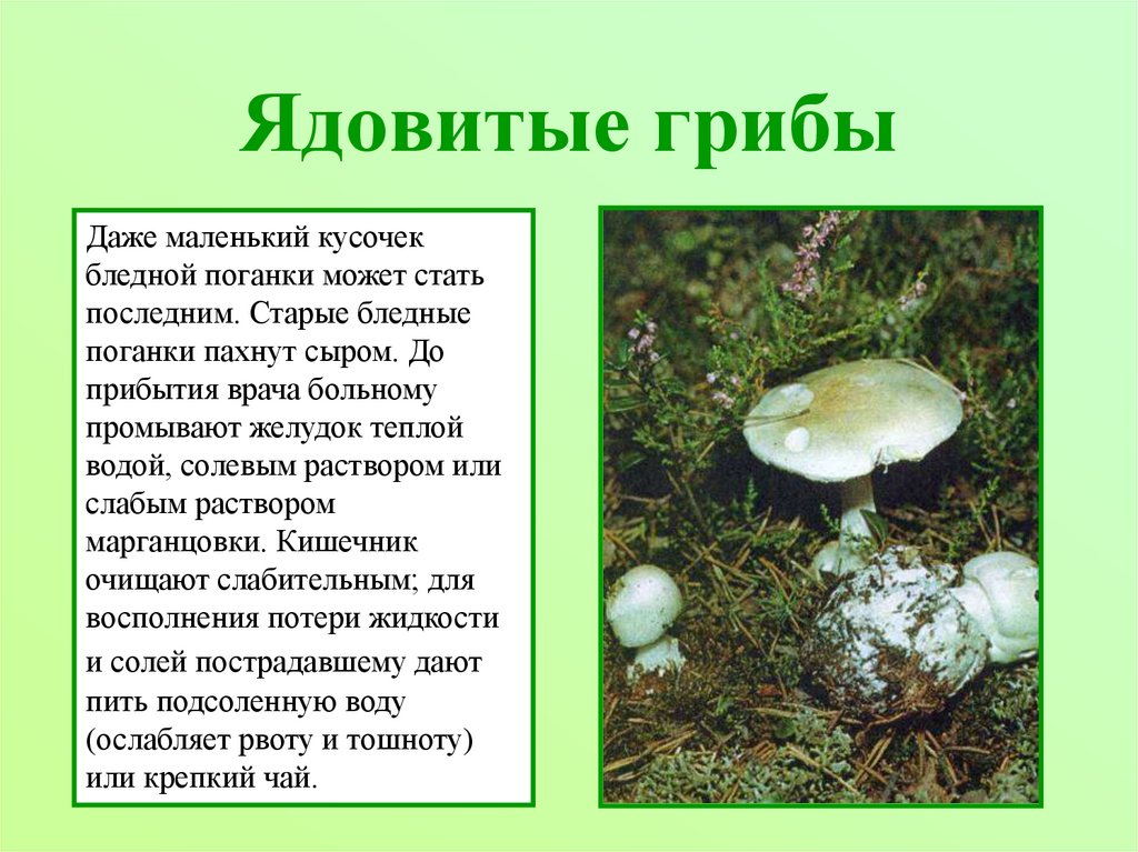 Подготовить сообщение о любых ядовитых грибах. Сообщение о ядовитых грибах. Ядовитые грибы доклад. Сообщение об ядовитой бледной поганки. Презентация ядовитые грибы бледная поганка.