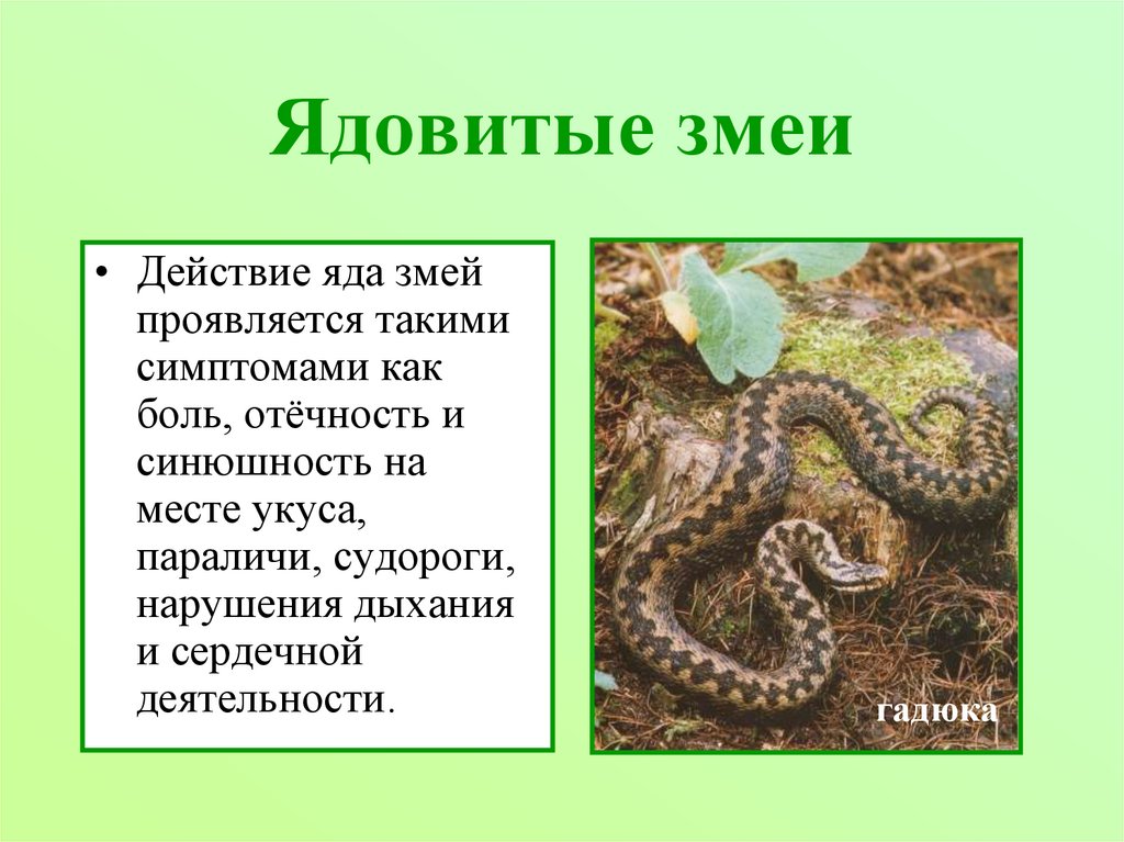 Гадюка 2 класс окружающий. Ядовитые змеи информация. Сообщение о ядовитых животных. Ядовитые животные сообщение. Сообщение про ядовитую змею.