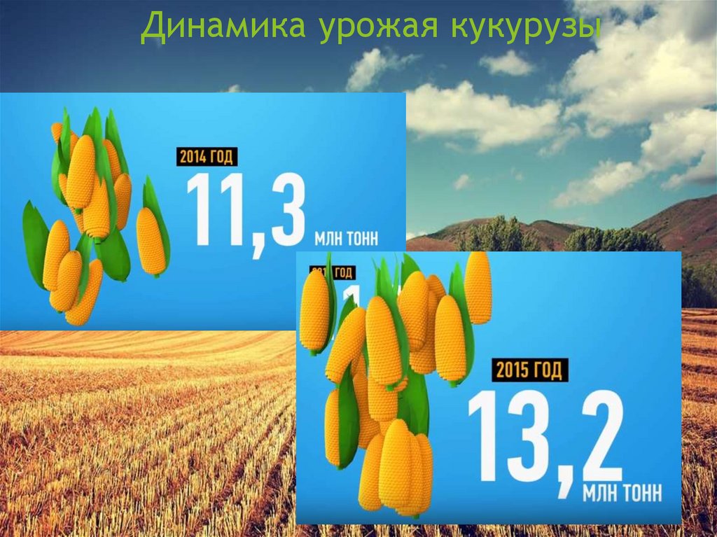 Максимальная урожайность кукурузы. Урожайность кукурузы в этом хозяйстве. Урожай кукурузы и тонны. Динамика урожайности в мире с 1700.