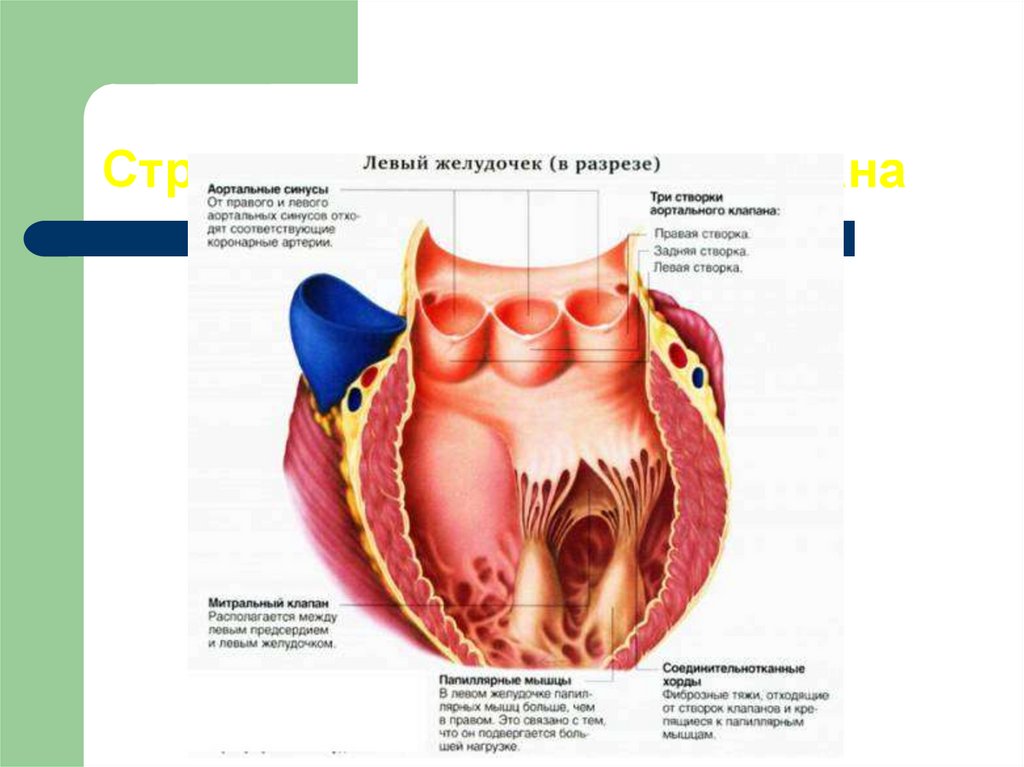 Строение аортального клапана