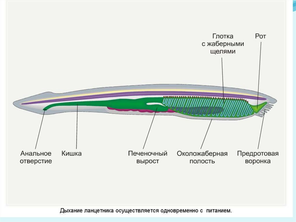 Нефридии ланцетника рисунок