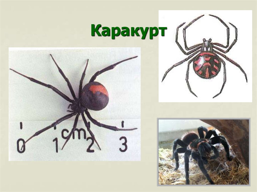 Каракурт рисунок с обозначениями