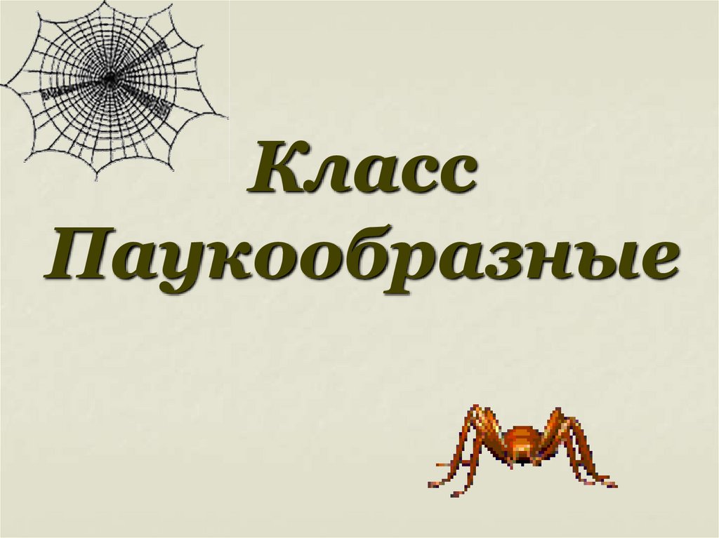 Класс Паукообразные