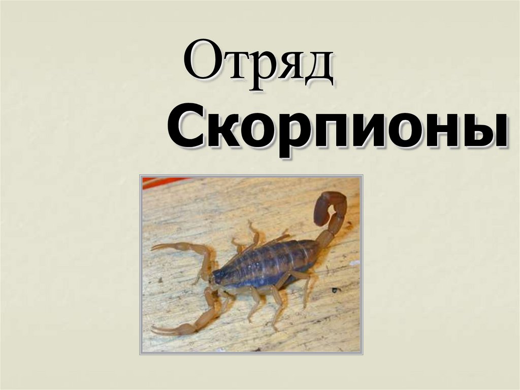 Скорпионы
