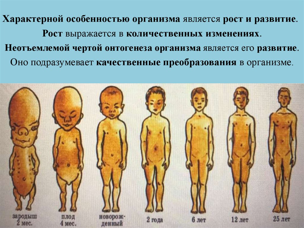 Функциональное состояние организма презентация