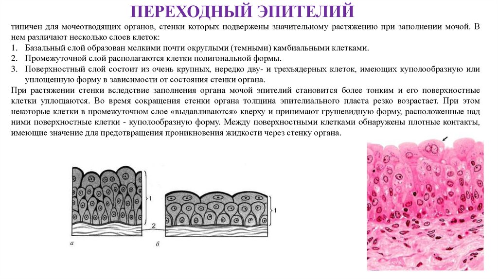Источники развития эпителиальных тканей. Признаки эпителиальной ткани. Какими буквами обозначены изображения эпителиальной ткани. Какими цифрами обозначены изображения эпителиальной ткани?.