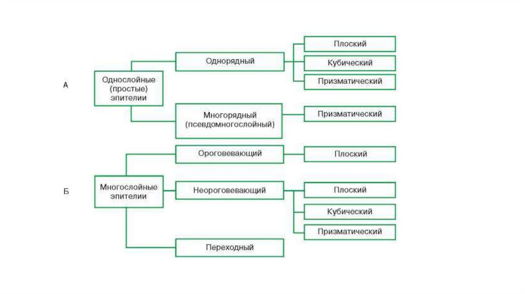Общая характеристика и классификации эпителиальных тканей. Понятие о .