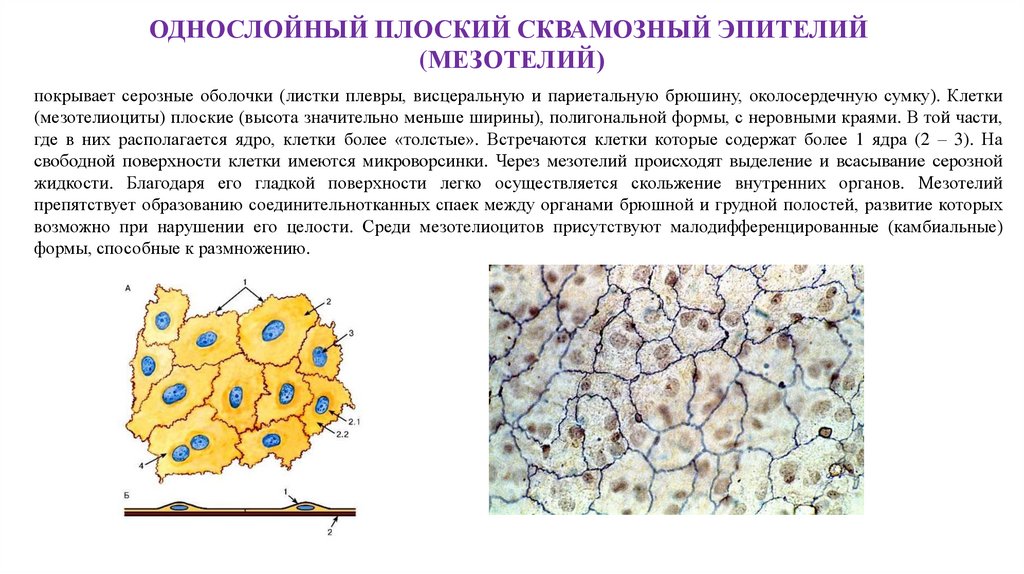 Какими цифрами обозначены изображения соединительной ткани