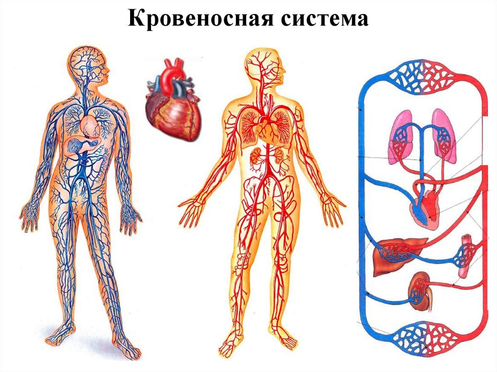 Биология тема кровообращение. Система органов кровообращения. Органы кровообращения человека. Сердце орган кровообращения. Циркуляция крови в организме.