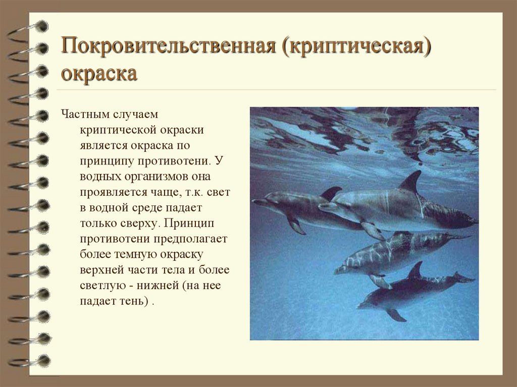 Примером покровительственной окраски тела является. Покровительственная (криптическая) окраска. Покровительственная окраска в водной среде. Скрадывающая окраска. Расчленяющая окраска примеры.