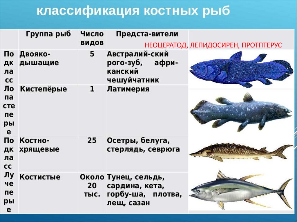 Данной схеме не соответствует следующая группа понятий рыба хищник акула