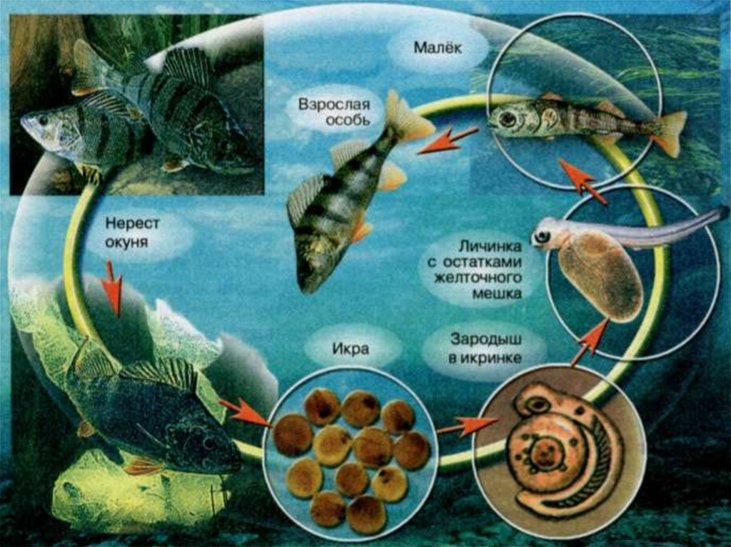 Размножение животных рыбы. Цикл развития рыбы схема. Цикл развития речного окуня. Размножение рыб 7 класс биология. Цикл развития рыбы схема стадии развития.