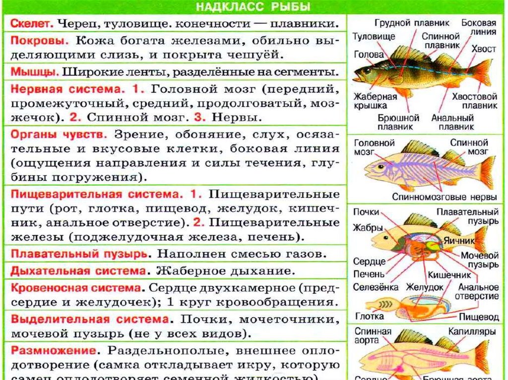 Русский 8 класс рыб. Надкласс рыбы. Общая характеристика надкласса рыбы. Надкласс рыбы плавники. Надкласс рыбы презентация.