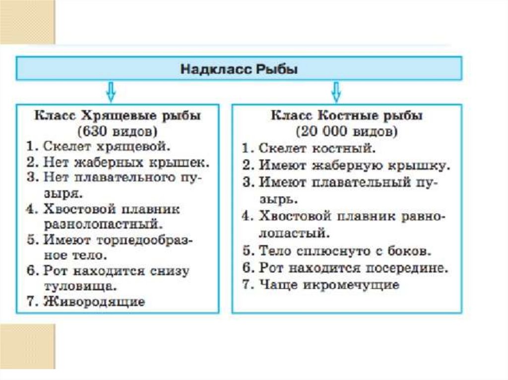 Костные и хрящевые рыбы таблица