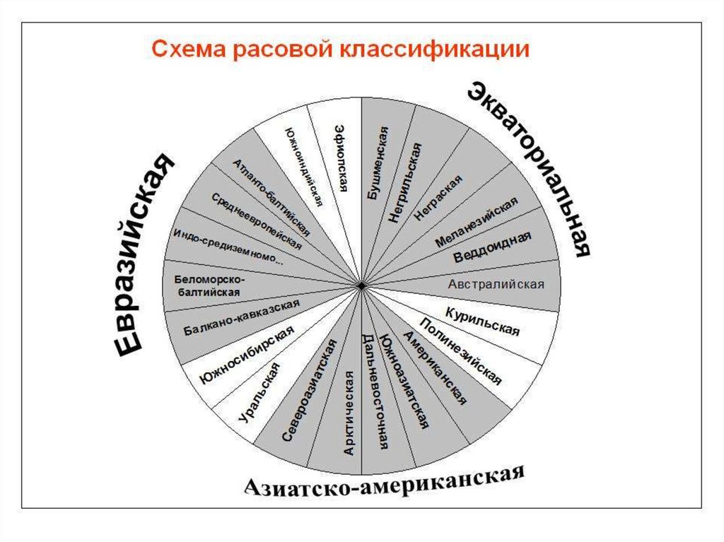 Схема расовой классификации