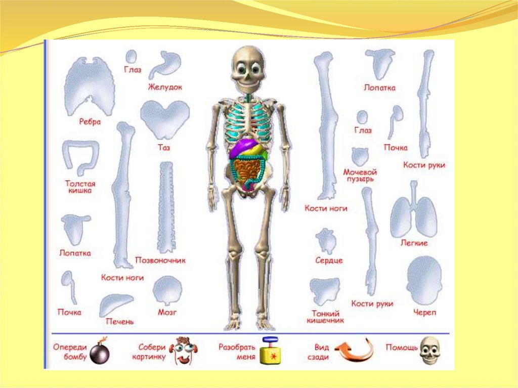 Кости человека 4 класс окружающий мир. Строение тела человека скелет для детей. Скелет человека анатомия для детей. Тело человека для презентации. Кости скелета человека 4 класс.