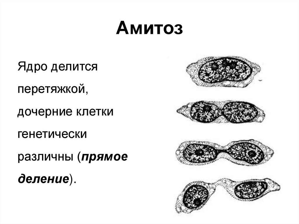 Амитозом делятся