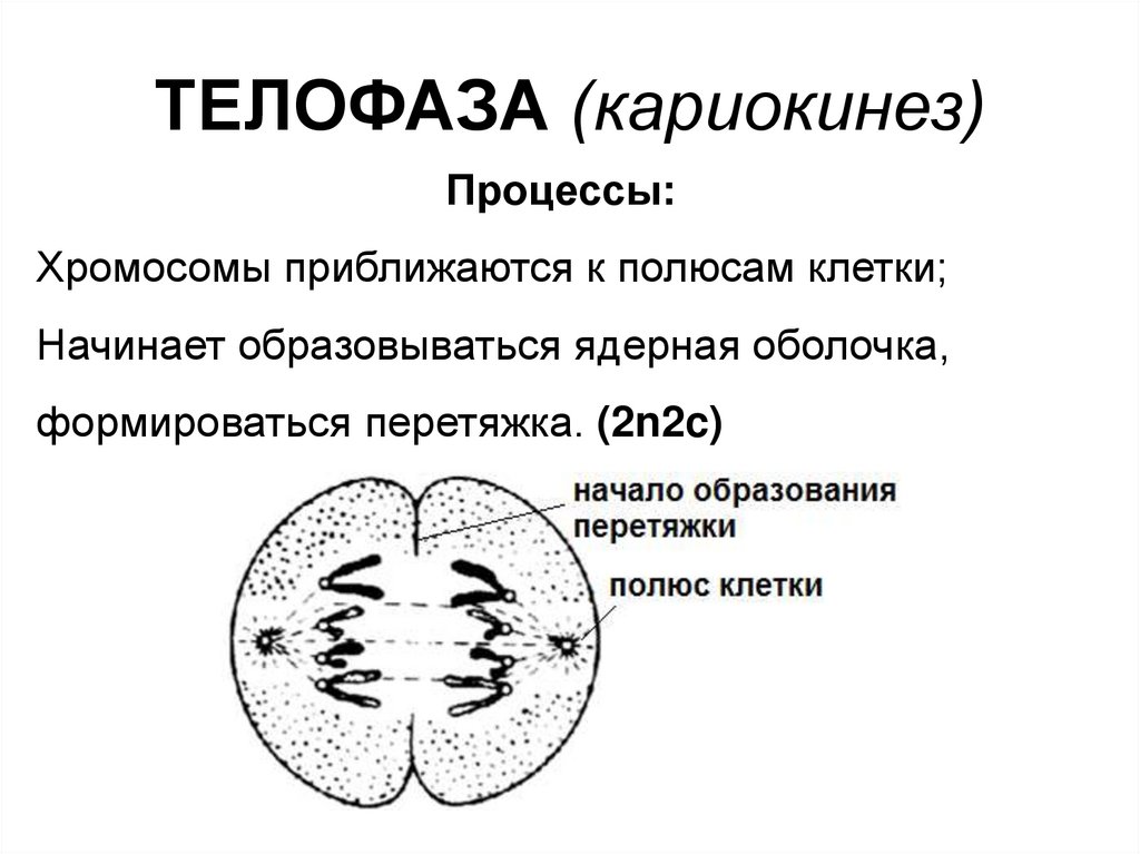 В телофазе формируется новая ядерная оболочка