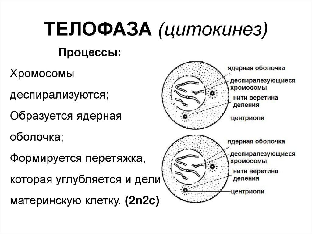 Телофаза митоза кратко