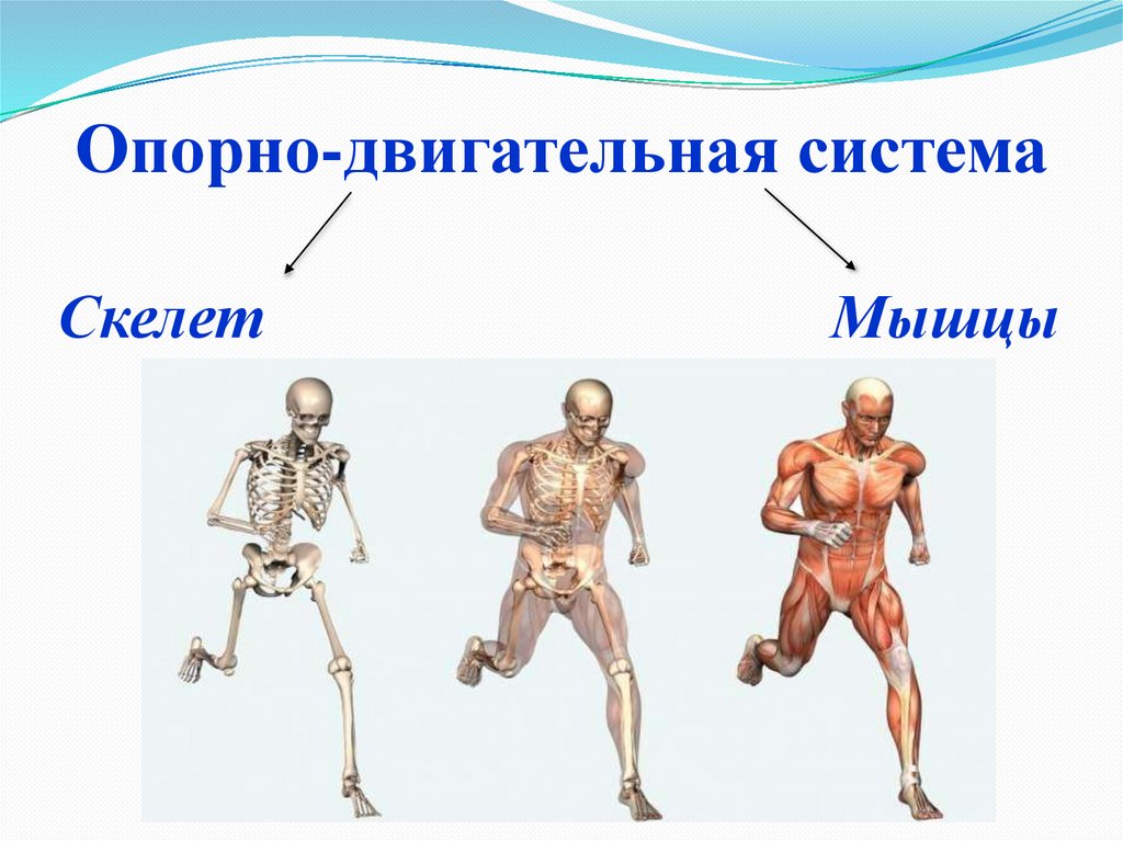 Опора тела и движение - презентация онлайн