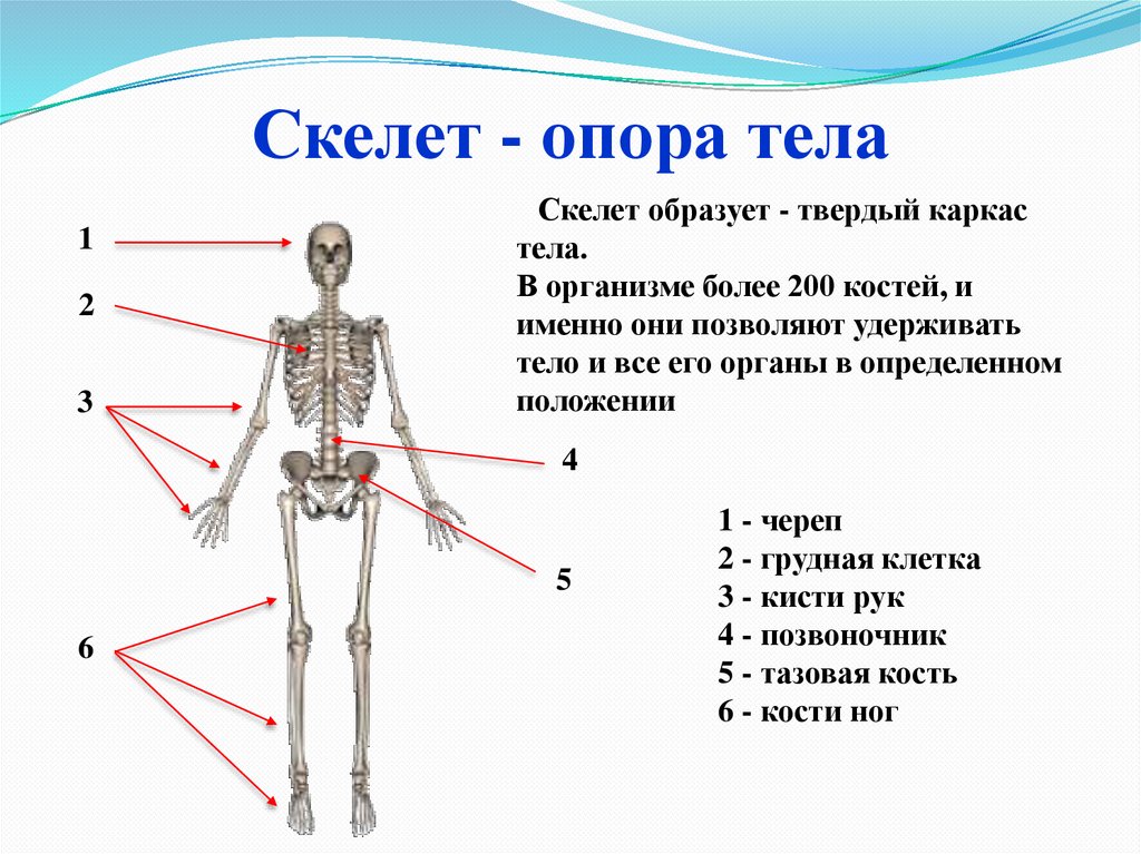 Опора тела презентация 3 класс