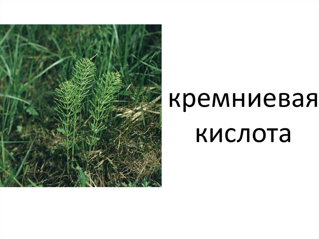 кремниевая кислота