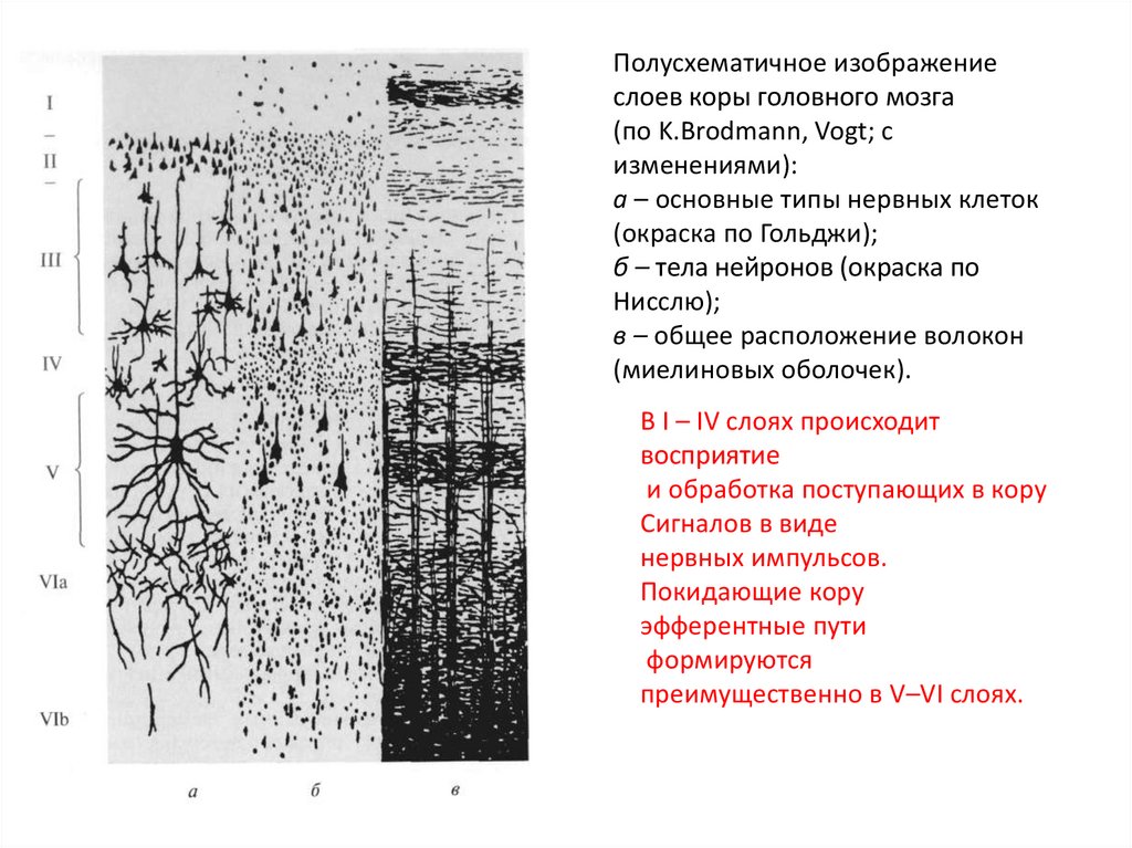 Послойное изображение. Полусхематичное изображение слоев коры головного мозга:. Строение слоев коры головного мозга. Строение нейронов коры головного мозга. Клетки различных слоев коры головного мозга схема.