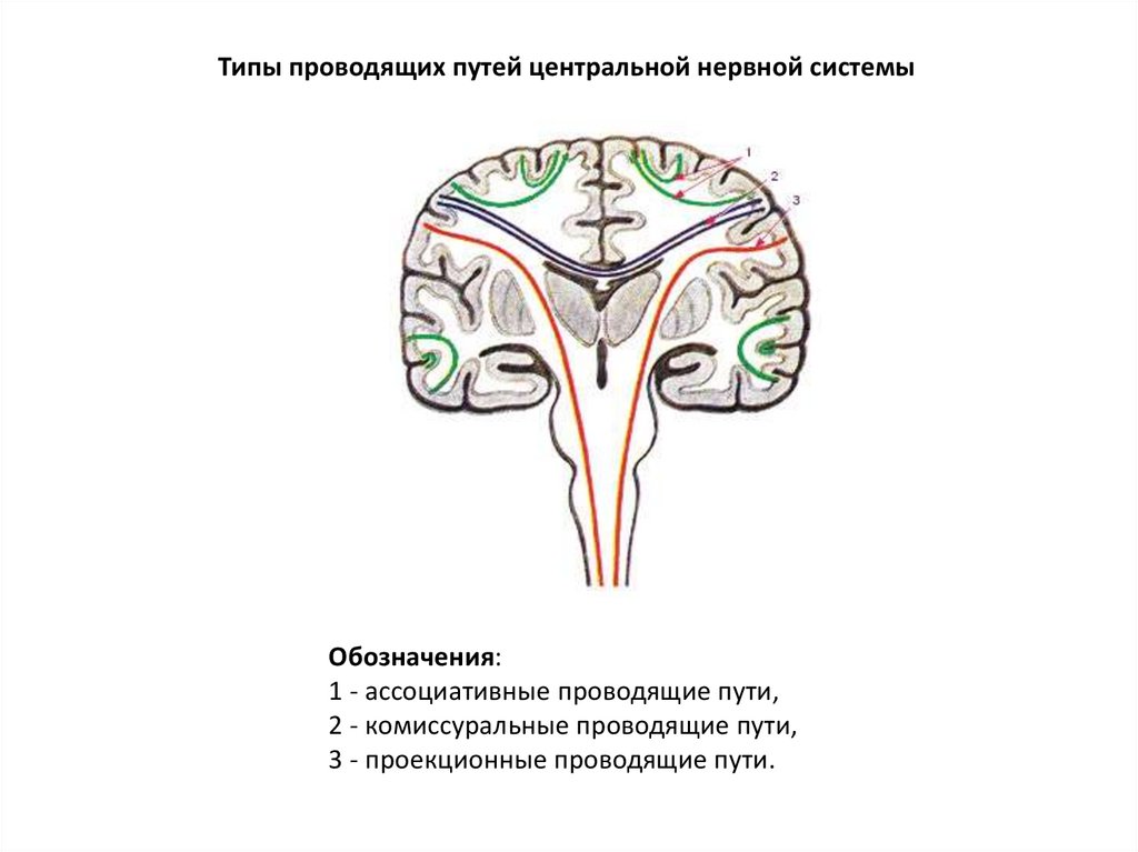 Типы путей. Проводящие пути ЦНС схема. Комиссуральные и ассоциативные пути ЦНС. Проекционные проводящие пути ЦНС. Комиссуральные проводящие пути головного мозга.