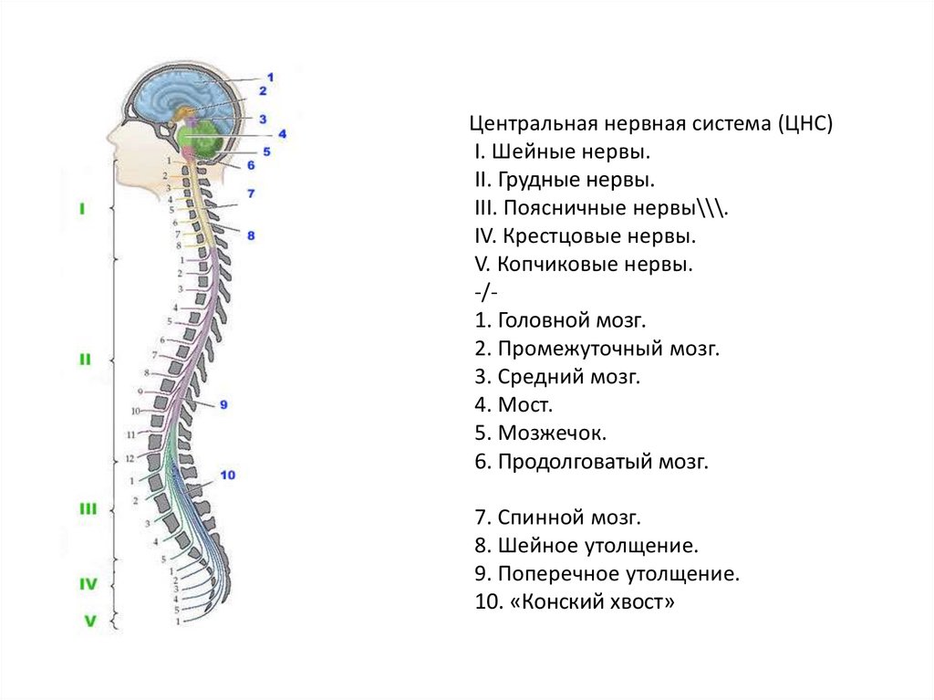 Нервная система цнс и пнс схема