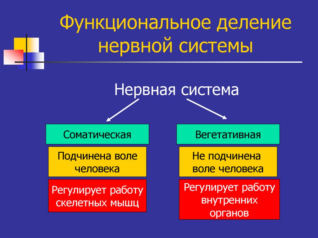 Составь верную схему функционального деления нервной системы человека