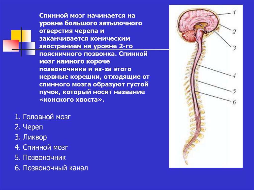 Б спинного мозга