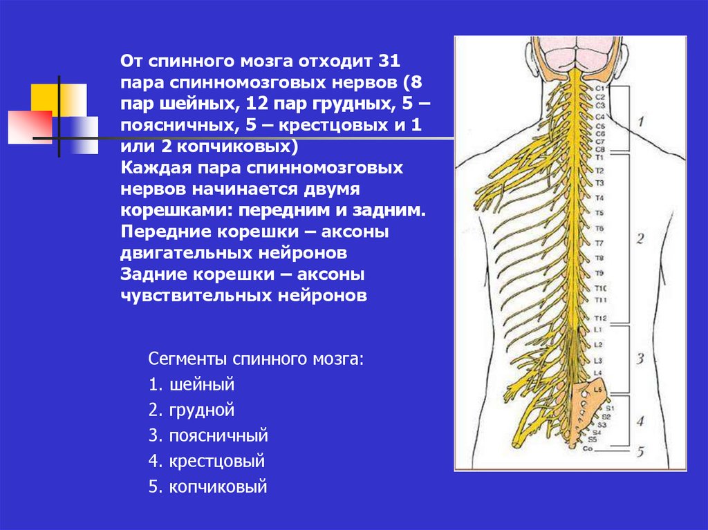 Волокна спинного мозга