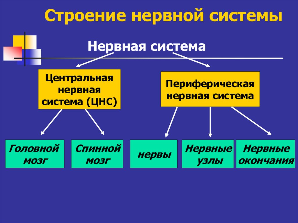 Функциональное деление нервной. Структура нервной системы. Общее строение нервной системы. Общие принципы строения нервной системы.