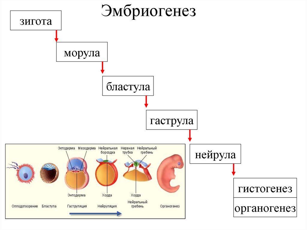 Процесс эмбриогенеза человека. Стадии эмбрионального развития бластула гаструла. Эмбриональное развитие зигота бластула гаструла нейрула. Эмбриональный период развития зигота , бластула , гаструла. Эмбриональный этап онтогенеза бластула гаструла нейрула.