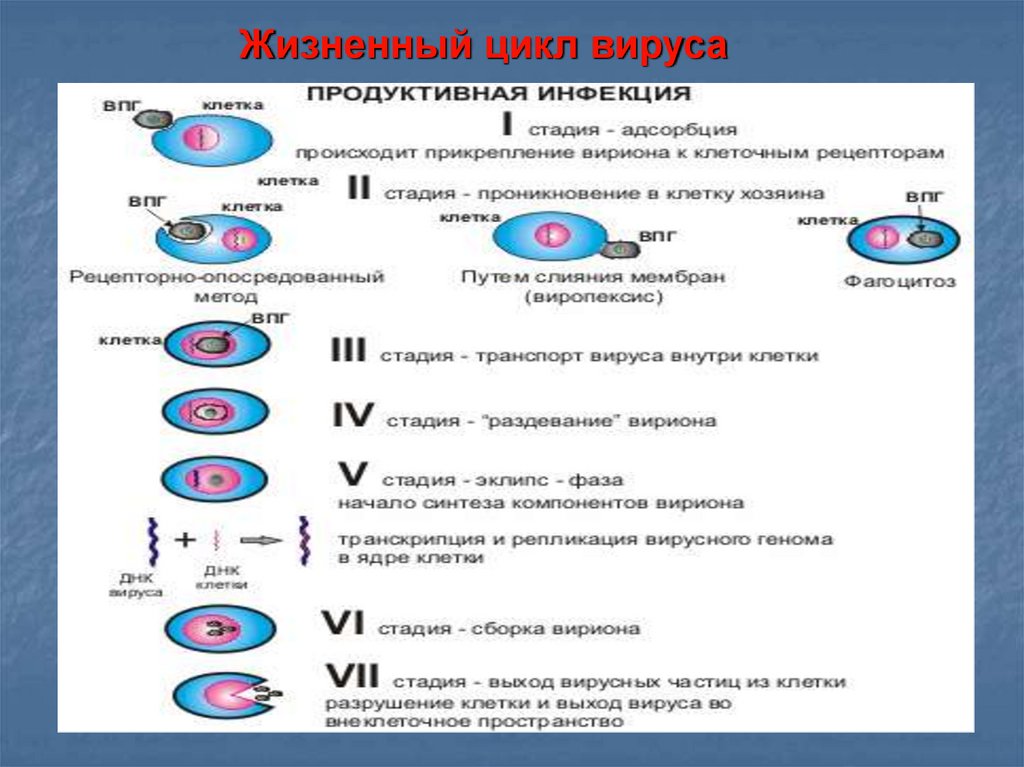 Последовательность жизненного цикла вирусов. Жизненный цикл вируса схема. Этапы жизненного цикла вируса. Жизненный цикл вирусов эукариот. Стадии жизненного цикла вируса.