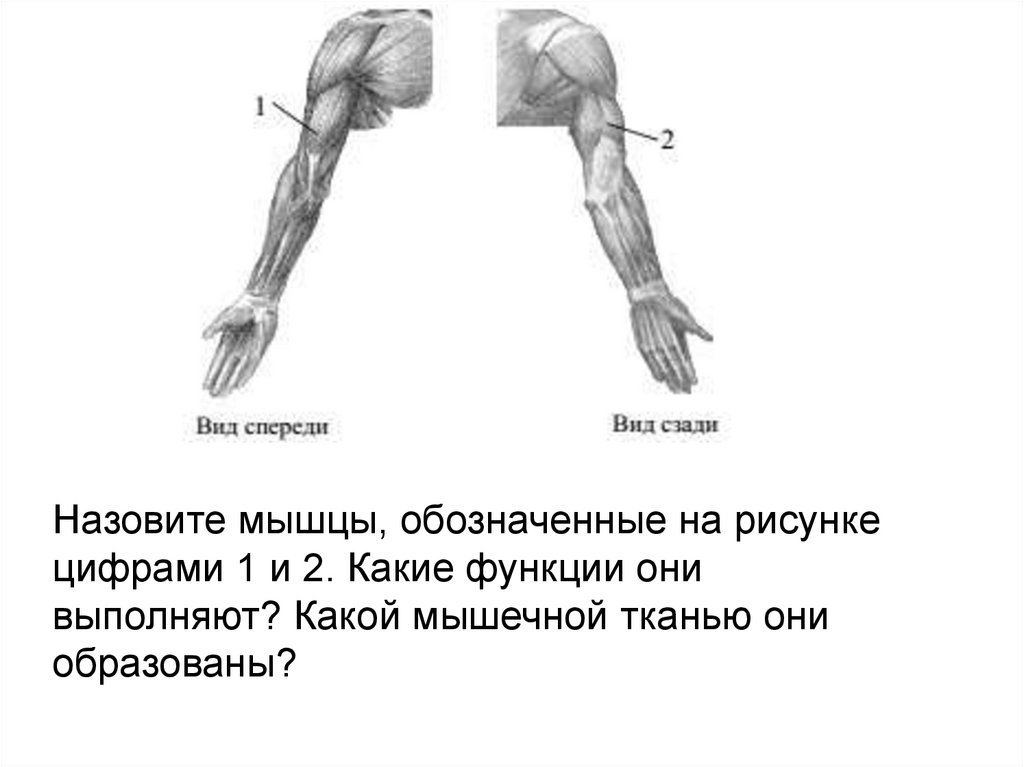Обмен веществ в скелетных мышцах регулирует. Названия мышц и частей руки окружающий мир 3 класс.