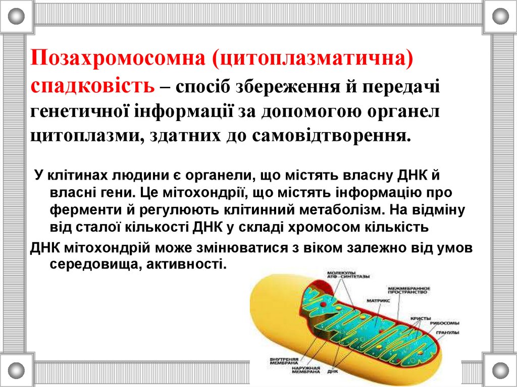 Позахромосомна (цитоплазматична) спадковість – спосіб збереження й передачі генетичної інформації за допомогою органел