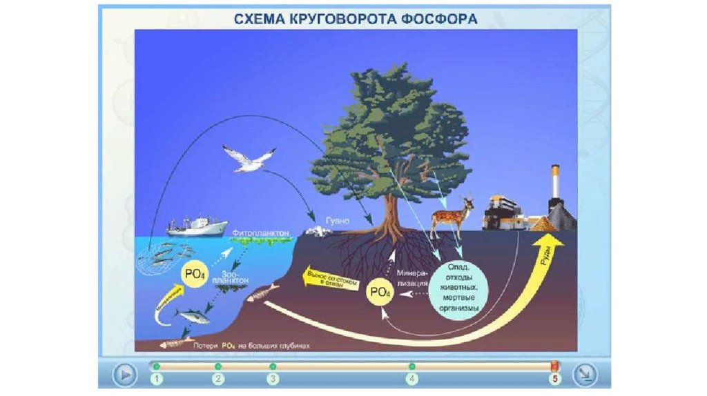 Схема круговорота веществ биология 9 класс