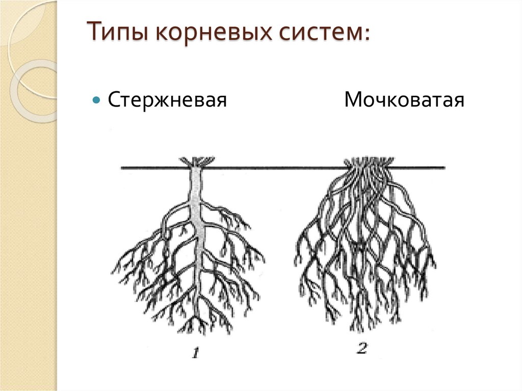 Не развивается корневая система у томатов. Типы корневых систем. Корневая система корневого типа. Корень виды корневых систем.
