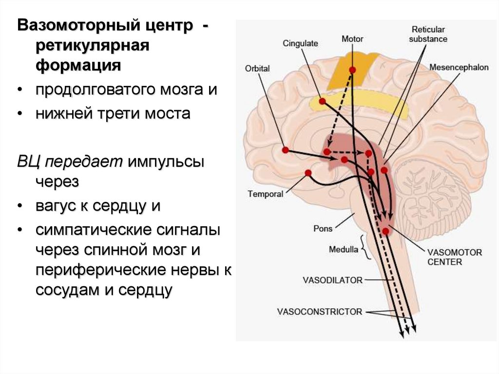 Центр удлиненный. Общее строение ретикулярной формации. Ретикулярная формация ствола головного мозга. Ядра ретикулярной формации продолговатого мозга функции. Ядра ретикулярной формации функции.