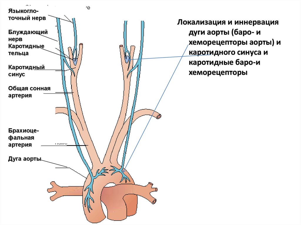 Хеморецепторов дуги аорты