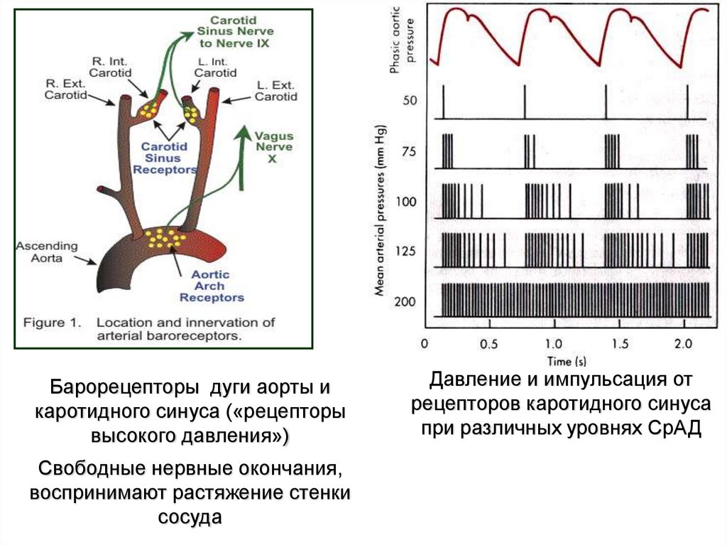 Давление свободный. Барорецепторы регуляция ад. Барорецепторы высокого давления. Рецептора давления и растяжения. Рецепторы дуги аорты.