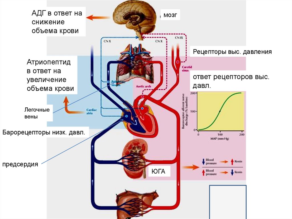 Система повышенного давления. Схема регуляции артериального давления физиология. Рефлекторные механизмы регуляции артериального давления. Механизм регуляции артериального давления схема. Регуляция артериального давления (ад) при повышении ад схема.