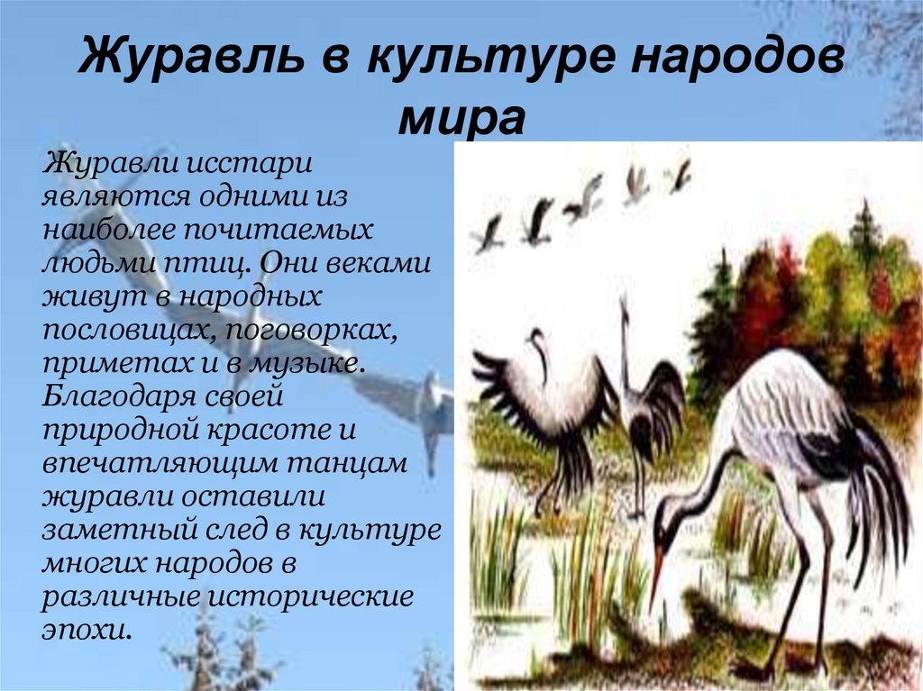 Журавли это совсем особые птицы у них удивительное чувство план