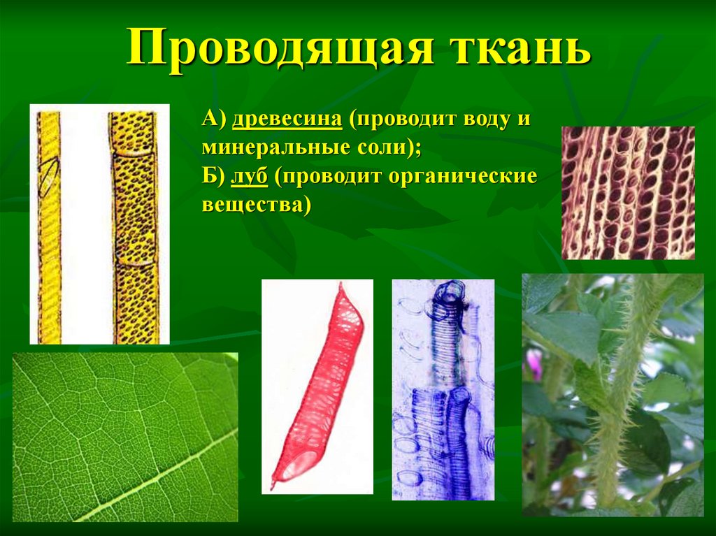 Ткани растений презентация 10 класс профильный уровень - 95 фото